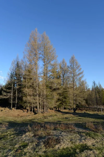 Altai Republik Russland Mai 2021 Wald Der Steppe Von Kurai — Stockfoto