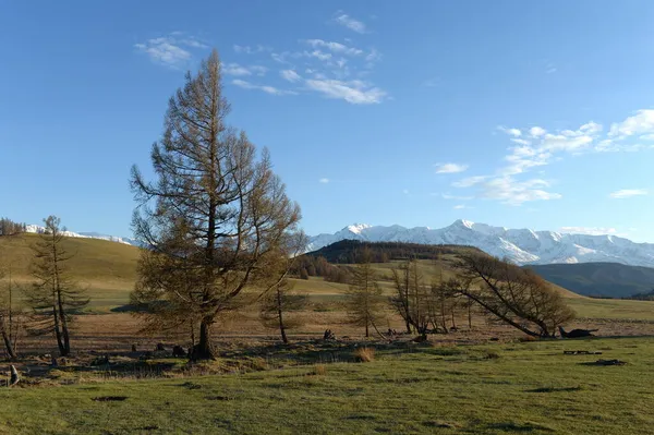 República Altai Rússia Maio 2021 Vista Cume Coberto Neve Montanha — Fotografia de Stock