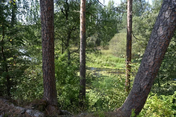 Itlar Yaroslavl Region Russia Sierpnia 2021 Rzeka Nerl Rejonie Jarosławia — Zdjęcie stockowe