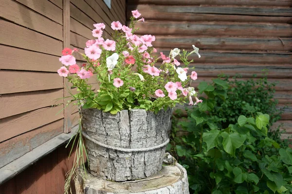 Okhotino Yaroslavl Region Russia August 2021 Flowers Museum Dacha Artist — Photo