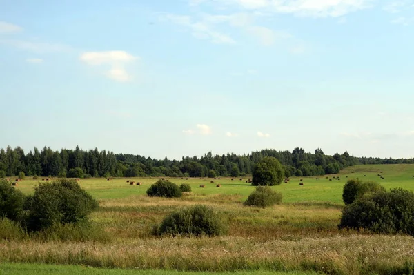 Yaroslavl Region Russia August 2021 Rural Landscape Harvested Hay Rolls — Stock fotografie