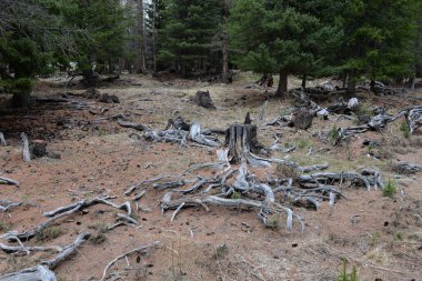  ALTAI REPUBLIC, RUSSIA - MAY 17, 2021:Old stumps in the forest of the Kurai steppe. Gorny Altai, Kosh-Agachsky district, Russia