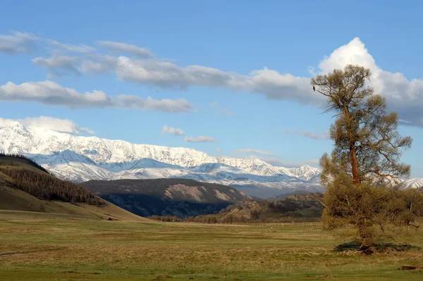 República Altai Rússia Maio 2021 Vista Cume Coberto Neve Montanha — Fotografia de Stock