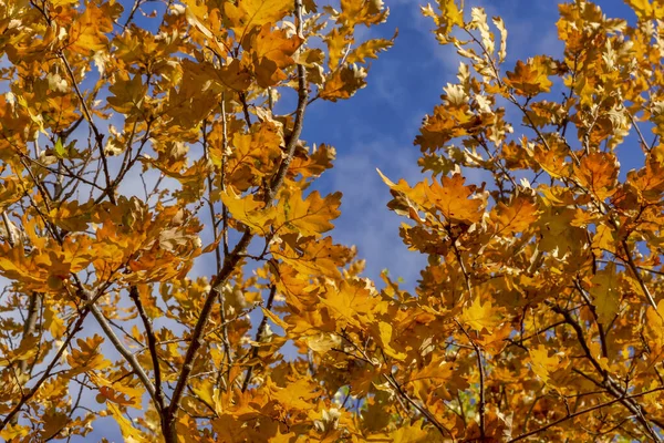 Autumn leaves on oak and blue sky