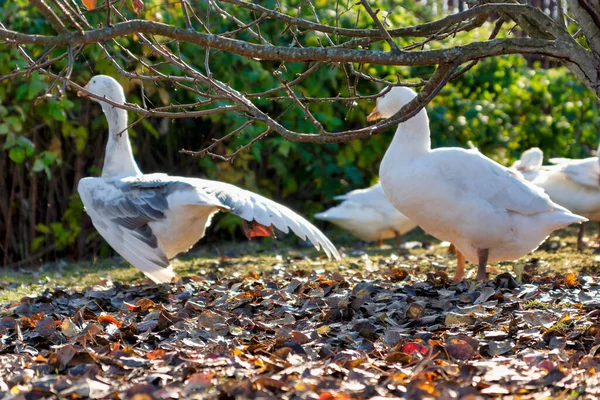White Geese Village Autumn — Stock Photo, Image