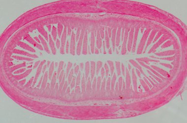 Bilim tıbbi anthropotomy fizyolojisi mikroskobik insan küçük