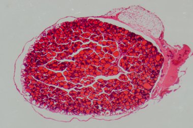 Bilim tıbbi anthropotomy fizyolojisi mikroskobik insan thyroi
