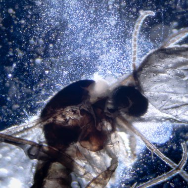 mikroskopi hayvan böcek bilimi