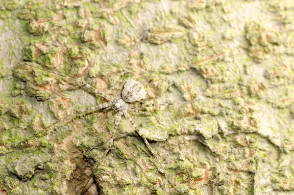 Animal spider on tree — Stock Photo, Image