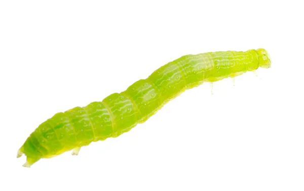 Grüne Raupe — Stockfoto