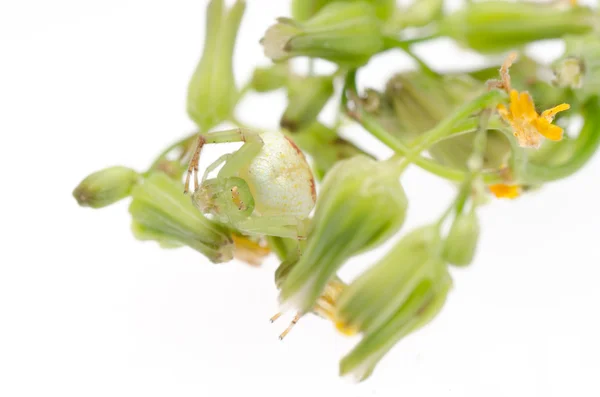 Green crab spider — Stock Photo, Image