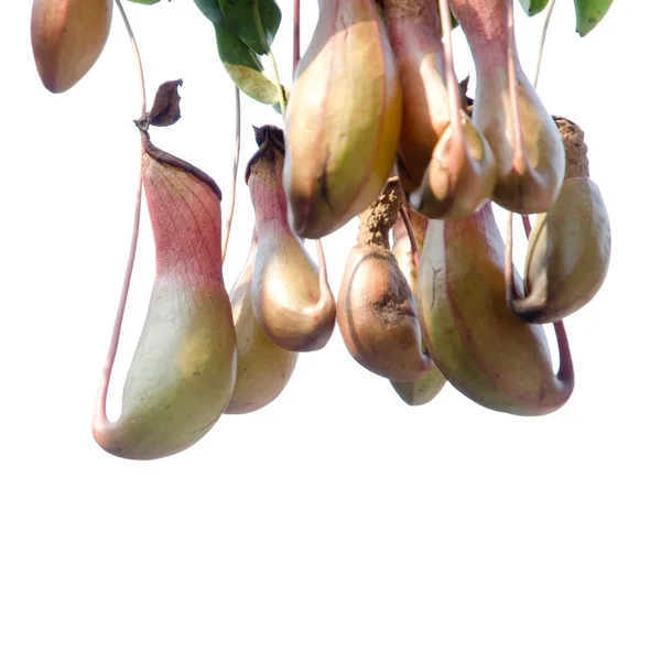 Pitcher plant Nepenthe species — Stock Photo, Image