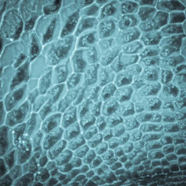 顕微鏡写真植物根の先端組織細胞 — ストック写真