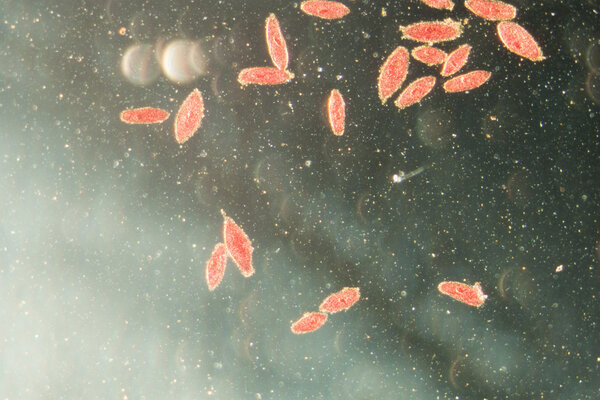 animal conjugation of Paramecium caudatum