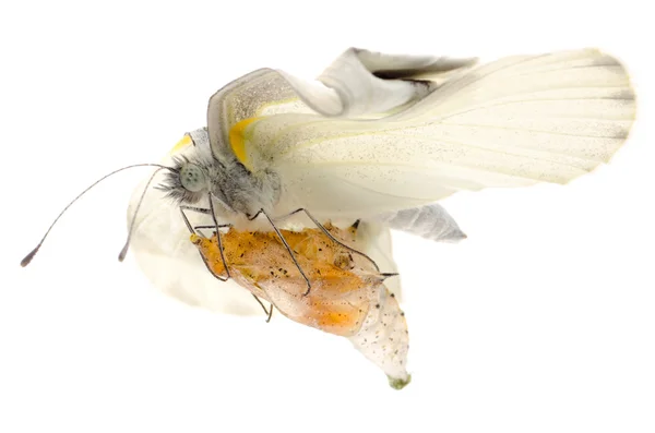 Insecto pequeño blanco mariposa emergencia — Foto de Stock