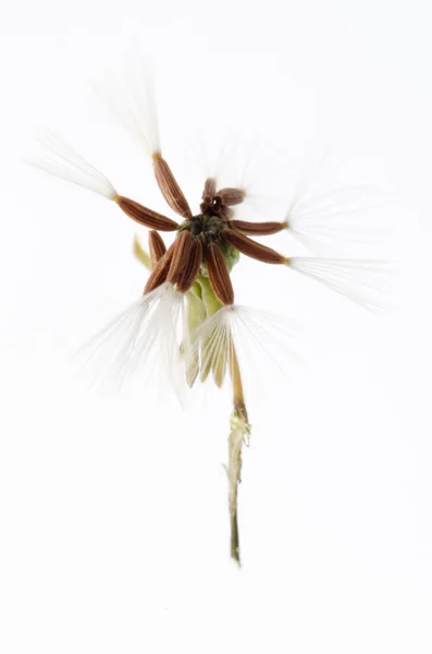 Paardebloem zaad geïsoleerd — Stockfoto