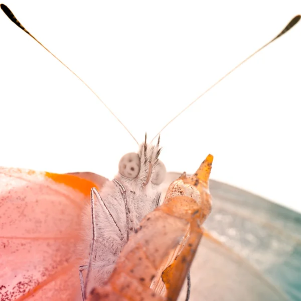 Insect kleine witte vlinder opkomst — Stockfoto