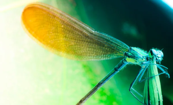 Libélula de mosca-das-damas de insetos isolada — Fotografia de Stock