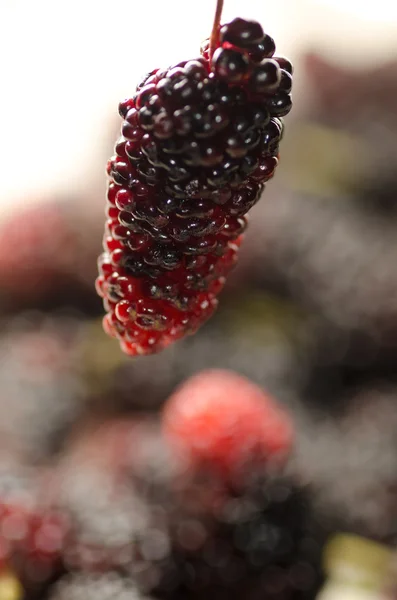 Fruta de mora — Foto de Stock