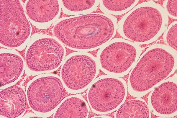 Ovule ovocyte dans le tissu ovaire — Photo