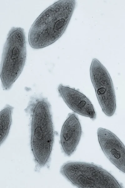 Conjugación animal de Paramecium caudatum — Foto de Stock