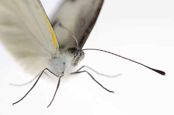 Mariposa blanca pequeña —  Fotos de Stock