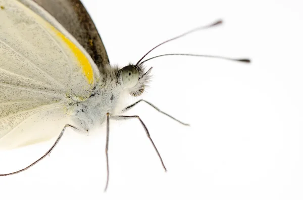 Mały motyl biały — Zdjęcie stockowe