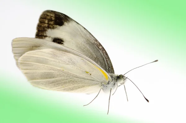 Borboleta branca pequena — Fotografia de Stock