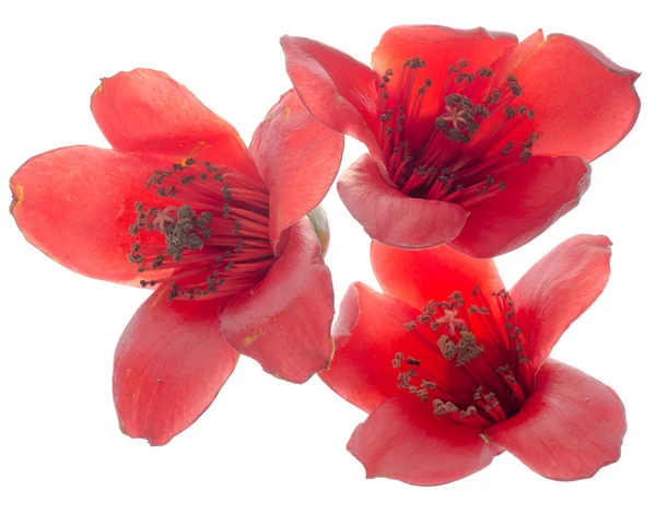 カポックの花ボンバックス セイバ花 — ストック写真