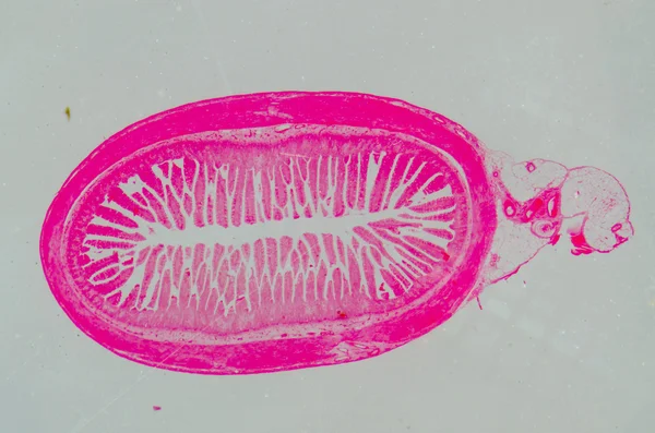 Ciência antropotomia médica fisiologia microscópica humano pequeno — Fotografia de Stock