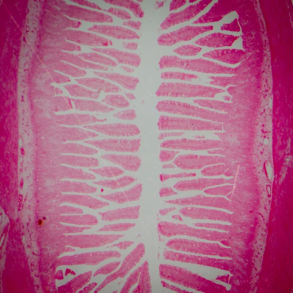 Научная медицинская антропотомия физиология микроскопическая человеческая малая — стоковое фото