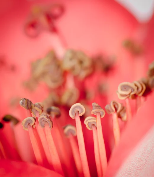 Kapok blossom bombax ceiba blomma ståndare — Stockfoto