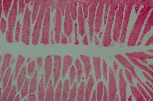 Bilim tıbbi anthropotomy fizyolojisi mikroskobik insan küçük — Stok fotoğraf