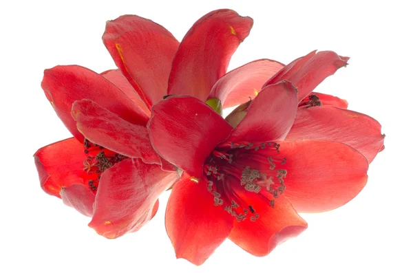 カポックの花ボンバックス セイバ花 — ストック写真