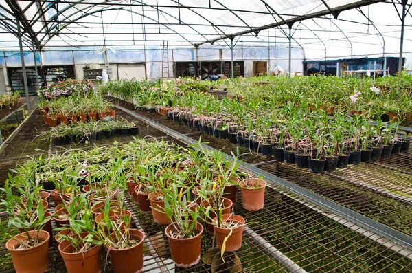 Green house orchid flower nursery — Stock Photo, Image