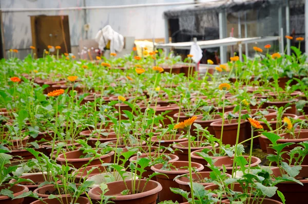 Green house orchid flower nursery — Stock Photo, Image