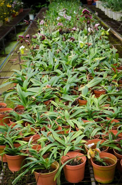 Зеленый дом орхидеи цветочный питомник — стоковое фото
