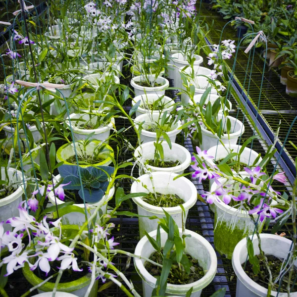 Gröna huset orkidé blomma barnkammare — Stockfoto