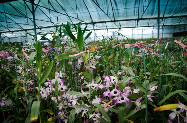 Gröna huset orkidé blomma barnkammare — Stockfoto