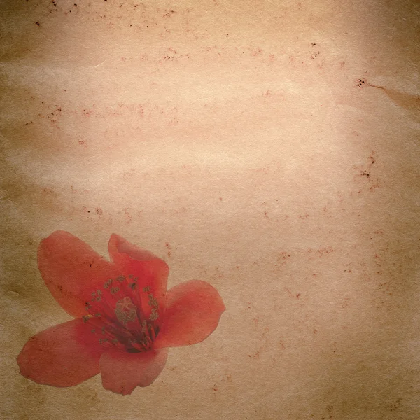 Bomax ceiba fleur rouge vieux papier grunge texture — Photo