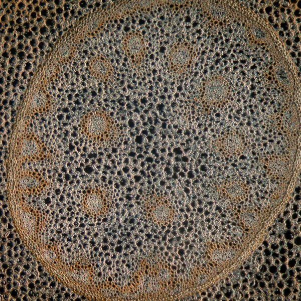 Научный микрограф корневой ткани растений — стоковое фото