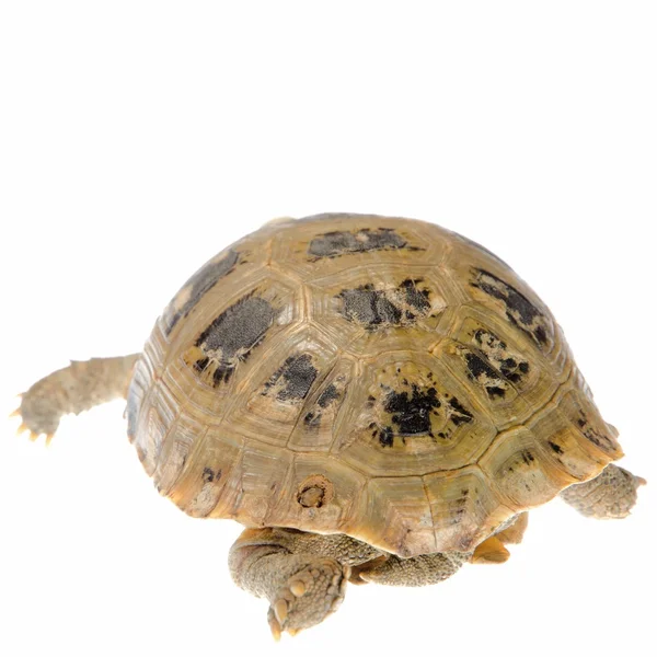 Langschildkröte — Stockfoto