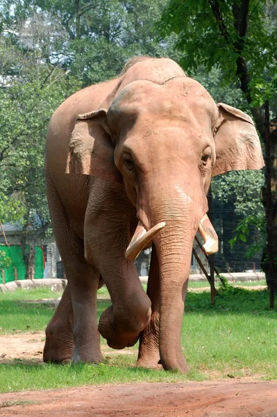 Djur elefant — Stockfoto