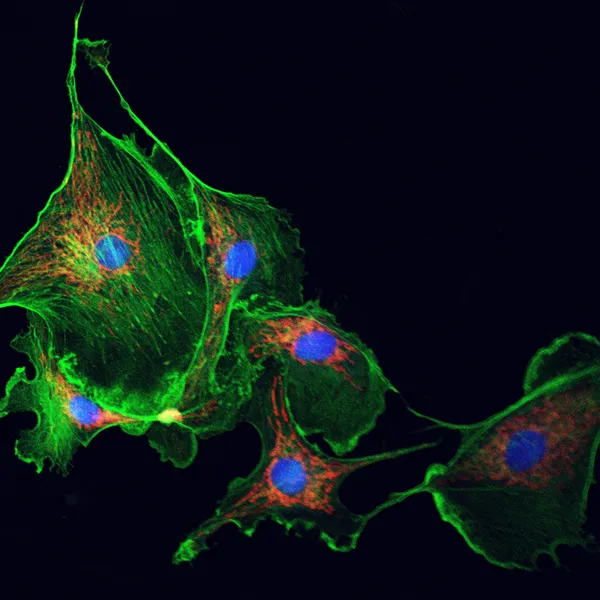 Cytoskeletu buňky — Stock fotografie