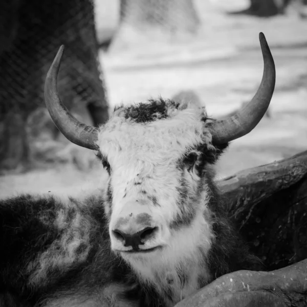 Wild animal yak — Stock Photo, Image