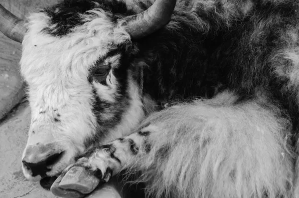 Yak animale selvatico — Foto Stock