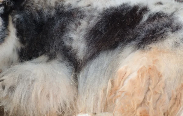 Textura de piel de yak —  Fotos de Stock