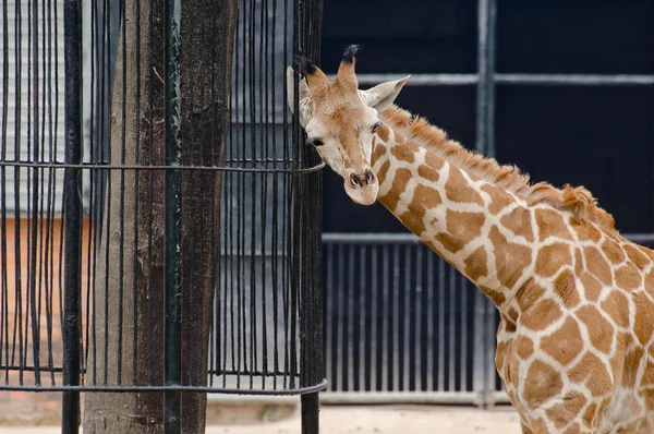 Wilde dieren giraffe — Stockfoto