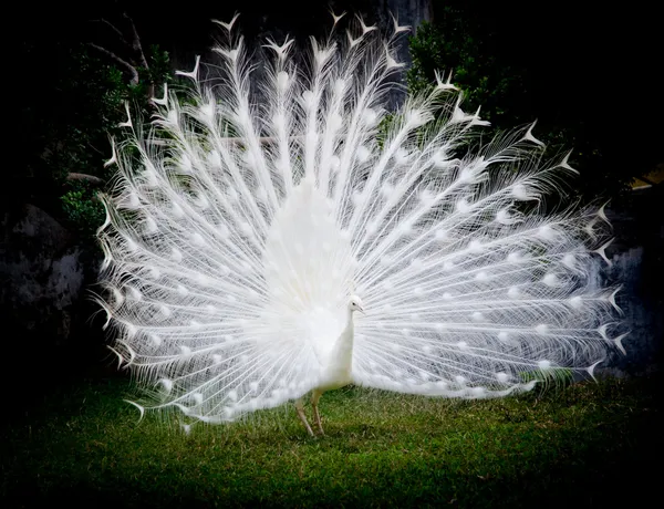 Pavo real blanco — Foto de Stock