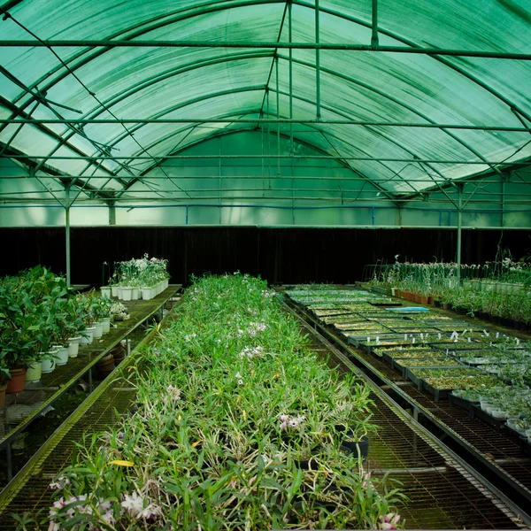 Gröna huset orkidé blomma barnkammare — Stockfoto